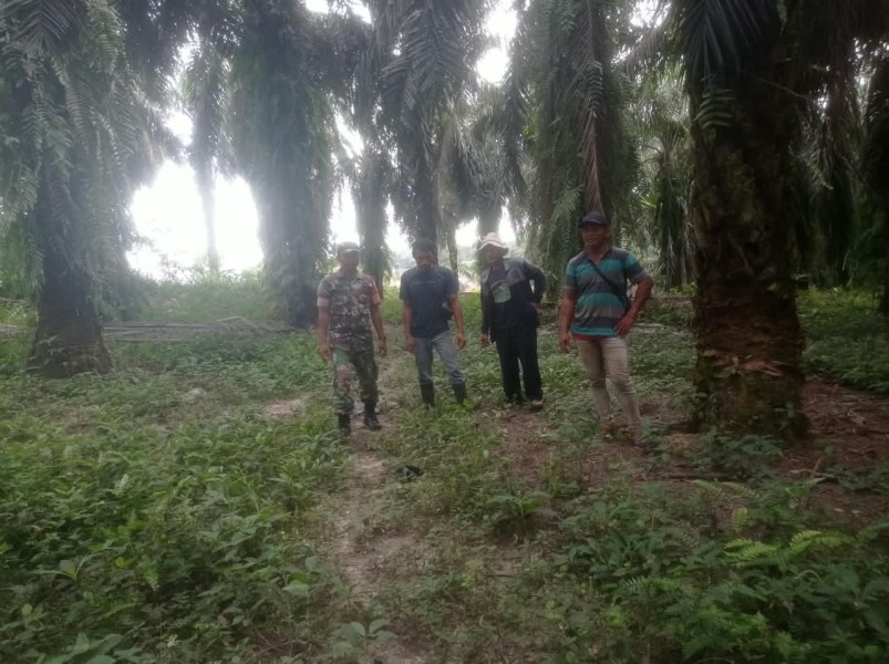 Babinsa Koptu L. Sigalingging Patroli Karhutla di Kuala Gasib, Pastikan Tak Ada Titik Api
