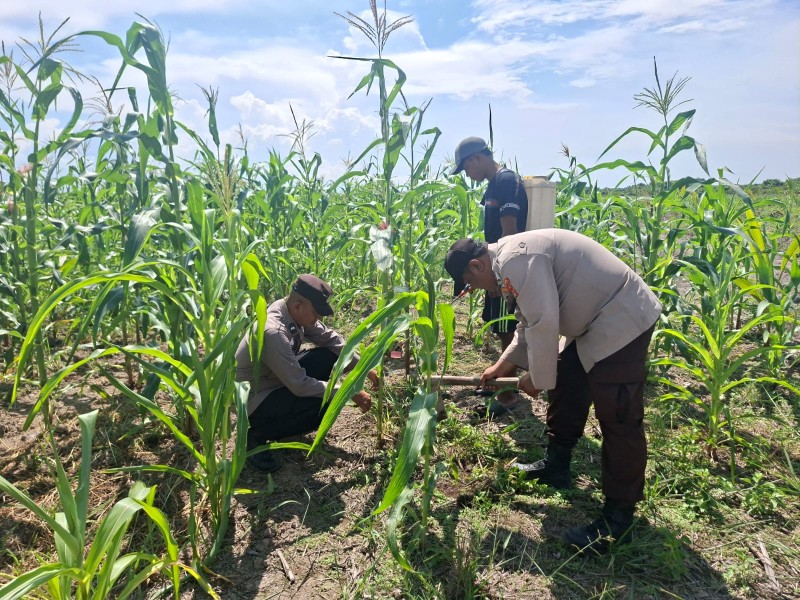 Polsek Kuala Kampar Kawal 15 Hektar Jagung di Sungai Solok, Dukung Ketahanan Pangan Nasional