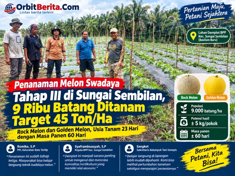 Melon Swadaya Tahap III di Sungai Sembilan, 9 Ribu Batang Ditanam Target 45 Ton/Ha