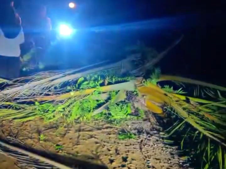 Pohon Sawit Tumbang Timpa Pengendara di Inhu, Dua Remaja Alami Luka Ringan