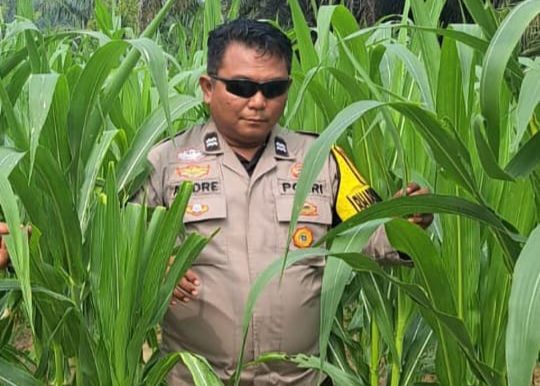 Usia 47 Hari, Tanaman Jagung Pipil di Rantau Bertuah Tumbuh hingga 1,85 Meter
