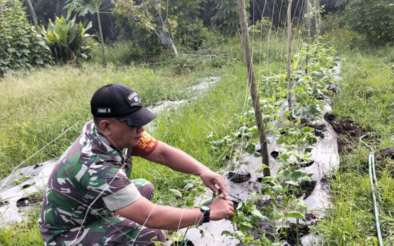 Dukung Swasembada Pangan, Babinsa Bagan Besar Timur Dampingi Warga Budidayakan Kacang Panjang