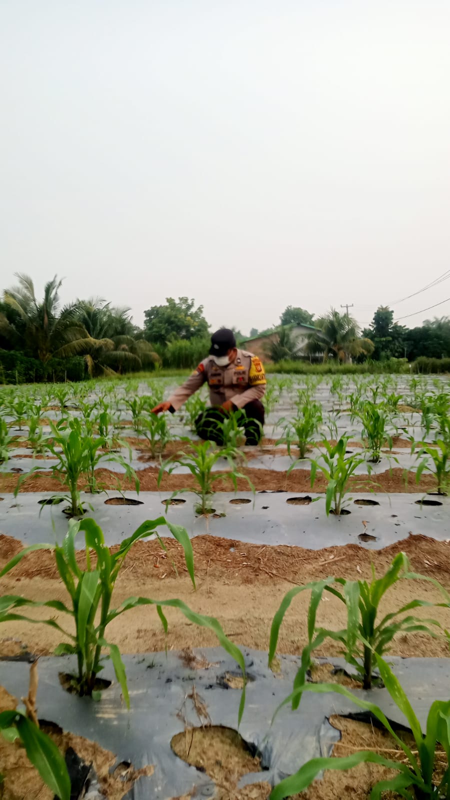 Polsek Minas Cek Perkembangan Jagung Pipil Usia 33 Hari di Mandiangin