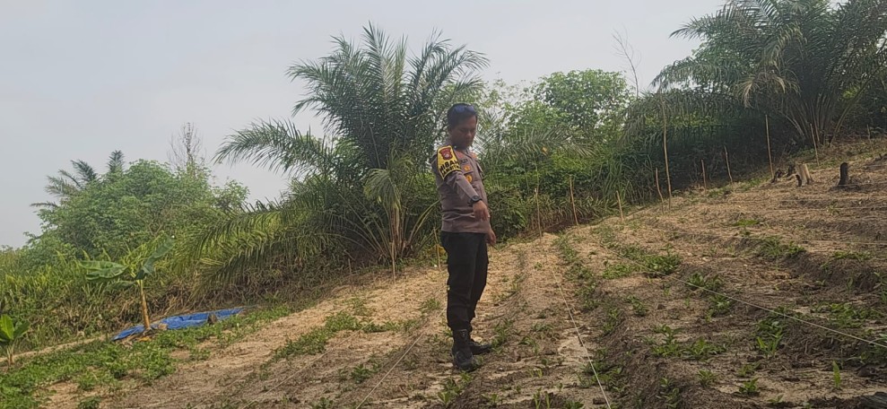 Polsek Minas Pantau Pertumbuhan Jagung Pipil Usia Lima Hari di Minas Barat