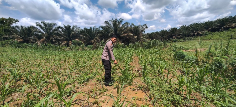 Jagung 1 Hektar di Siabu Tumbuh Subur, Polsek Bangkinang Barat Pastikan Pendampingan Ketat