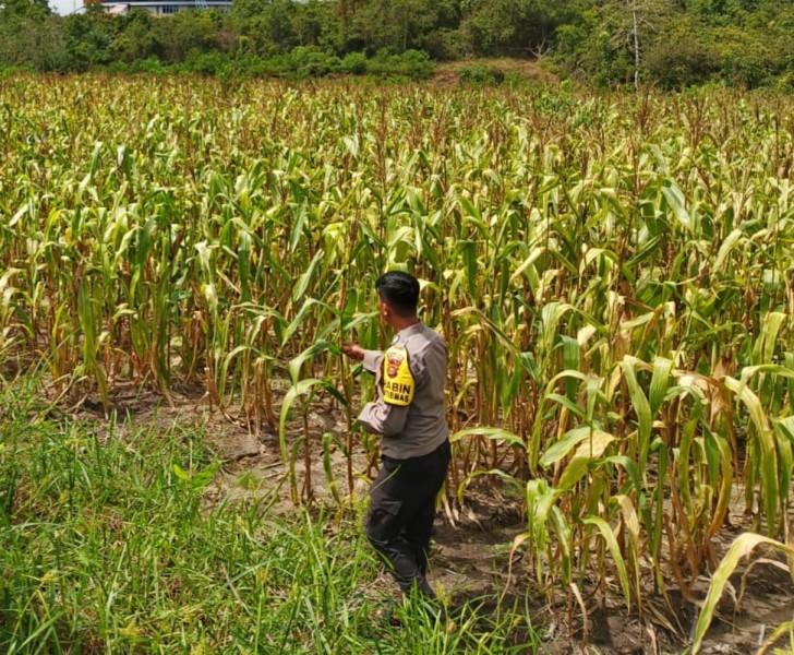 Wujudkan Swasembada Pangan Nasional Polsek Bangkinang Barat Pantau dan Cek Perkembangan Jagung di Desa Salo Timur