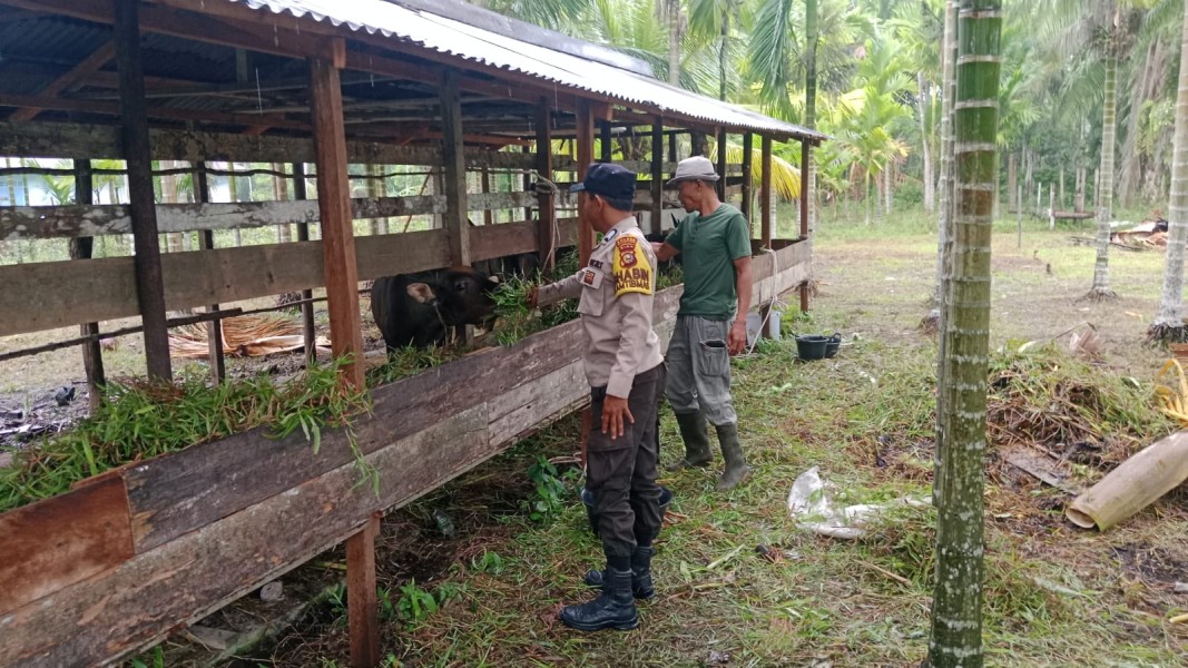 Jaga Ketahanan Pagan Nasional Polsek Merbau Sembang Pertenak Sapi