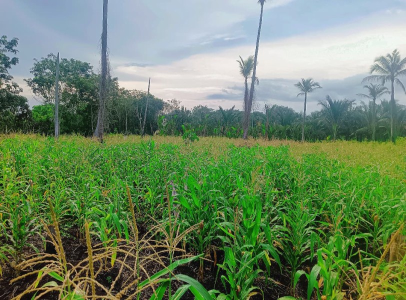 Sona Adiansyah Ajak Pemuda Desa Teluk Nibung Wujudkan Ketahanan Pangan Lokal Tanpa Bergantung Bantuan Pemerintah