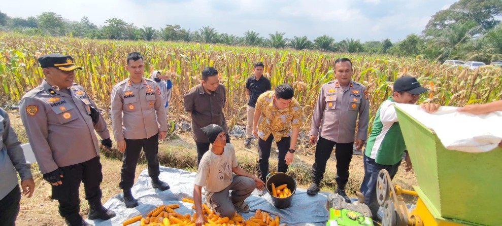 Panen Jagung Pipil Sukses, Kapolres : Polisi Hanya Pendorong, Direktur : Terimakasih Sudah Dilibatkan