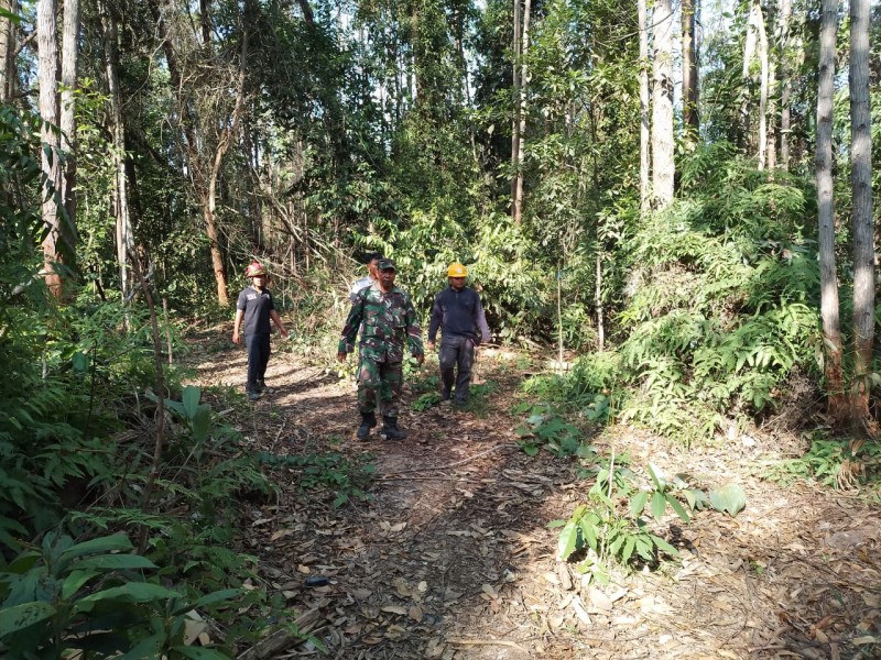 Babinsa Koramil 03/Minas Gelar Patroli Karhutla di Sungai Mandau
