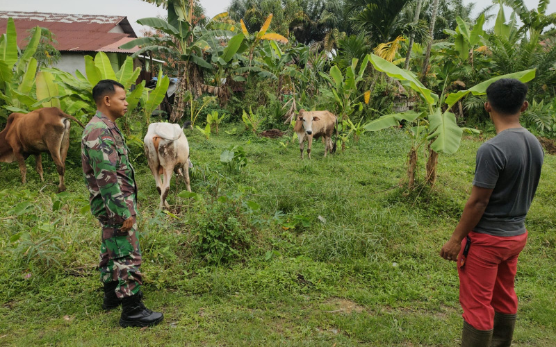 Koramil 01 Pantau dan Dampingi Para Peternak, Hindari Wabah PMK