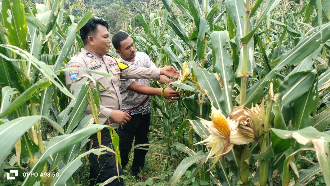 Bhabinkamtibmas Polsek Minas Cek Perkembangan Jagung Pipil, Tanaman Siap Panen