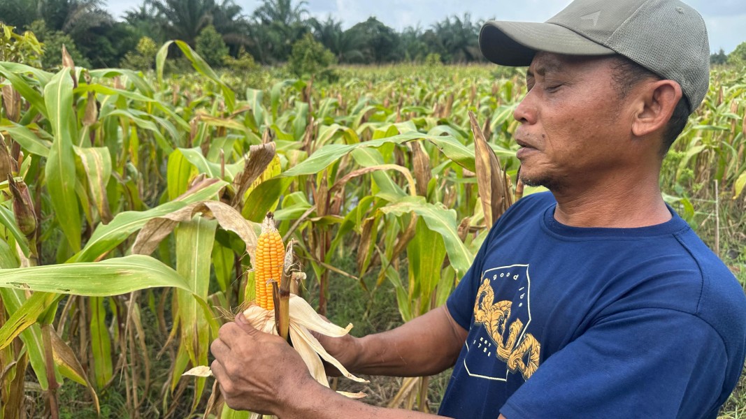 Polsek Koto Gasib Intensif Pantau Jagung Poktan Mekar Sari, Satu Hektare Lahan Siap Panen
