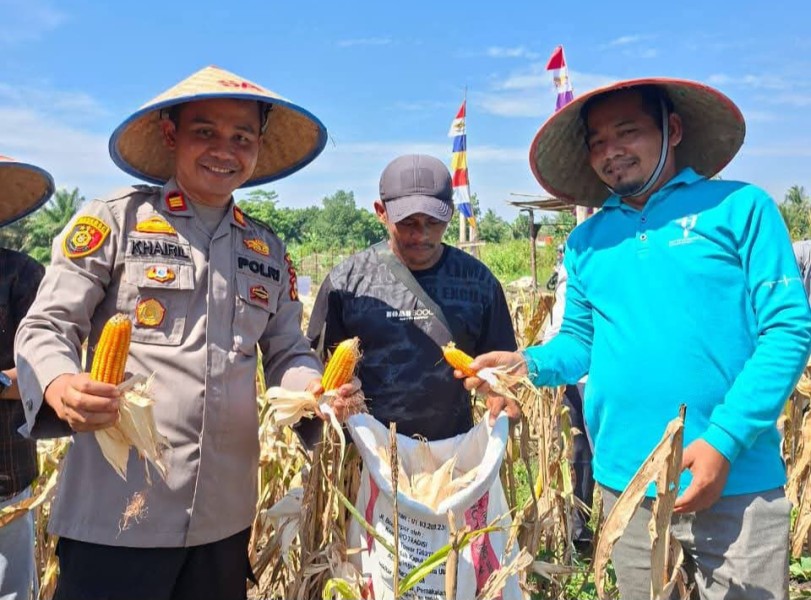 Polsek Tapung Hilir dan PT. Sekar Bumi Alam Lestari Lakukan Panen Perdana Jagung Pipil di Desa Kota Garo