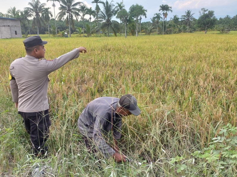 Polsek Reteh Dukung Swasembada Pangan Lewat Panen Padi di Sanglar