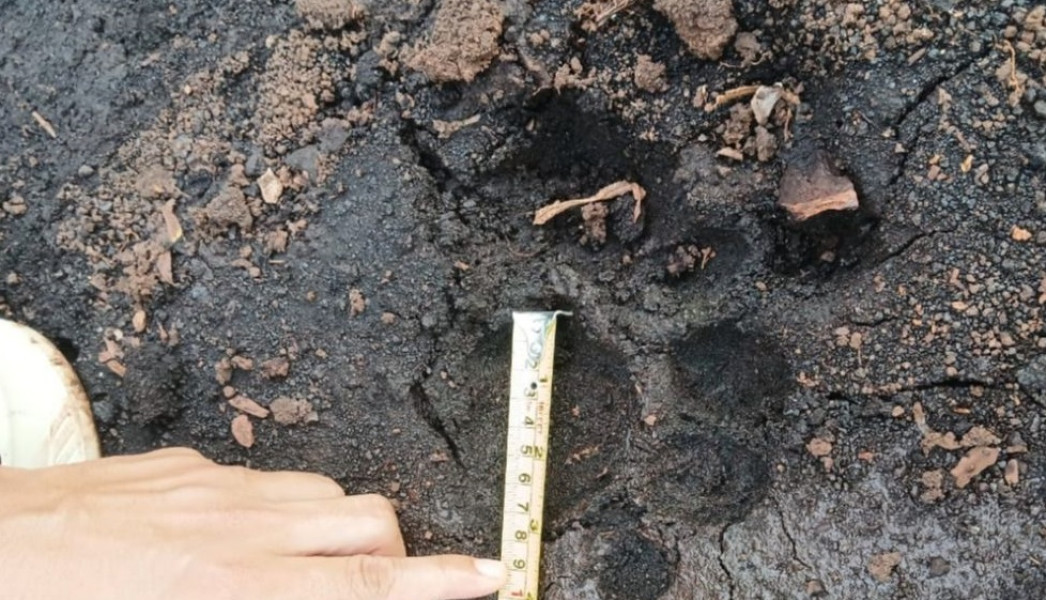 Penjelasan BBKSDA Riau Soal Kemunculan Harimau di Sungai Apit Siak: Jejak Ditemukan, Kabar Warga Diterkam Hoaks