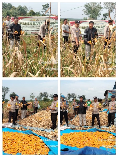Panen Jagung Kuartal III, Polsek Bandar Sei Kijang Perkuat Ketahanan Pangan dan Dorong Produktivitas Petani