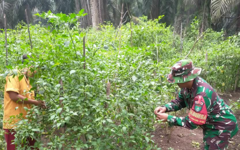 Babinsa Koramil 03/Sungai Sembilan Dampingi Budidaya Cabai di Bangsal Aceh