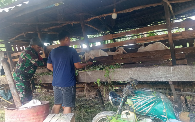 Koptu Tomi dari Koramil 01 Dumai Sambangi Peternakan, Sosialisasi Pencegahan PMK