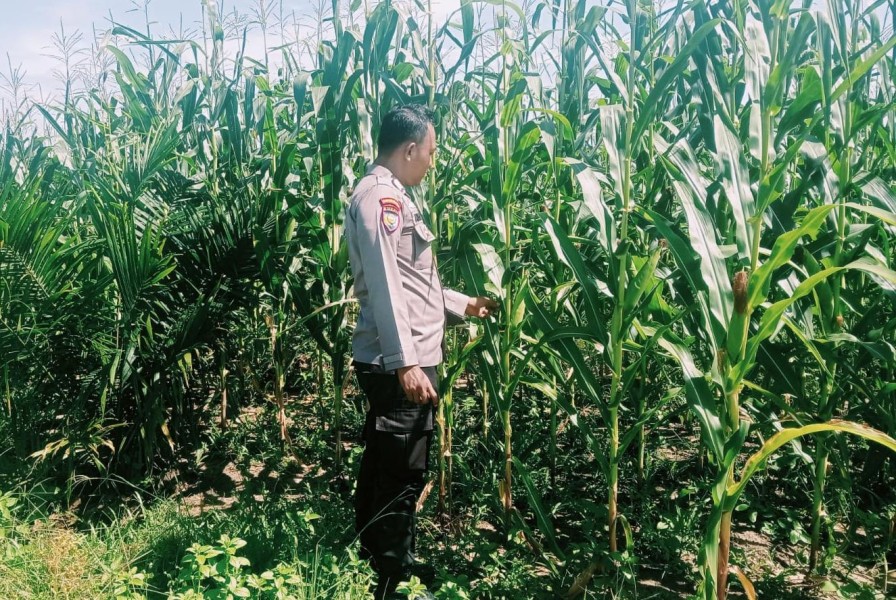 Sukseskan Program Asta Cita Personel Polsek Bangkinang Barat Prioritaskan Tanaman Jagung Lahan PT Simas Sawit Aliantan
