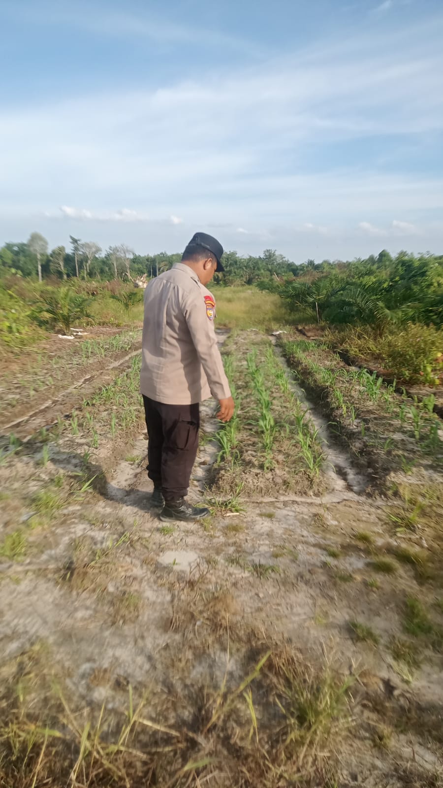 Polsek Minas Cek Perkembangan Jagung Pipil Program Ketahanan Pangan di Kampung Mandiangin