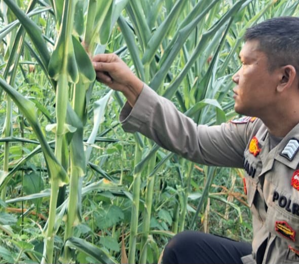 Tanaman Jagung Kuartal II di Minas Jaya Berusia 60 Hari, Sebagian Rusak Diserang Hama Monyet