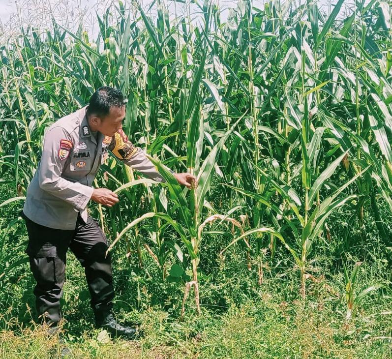 Kapolsek Bangkinang Barat Turun Lansung Cek Perkembangan Pertumbuhan Jagung di Lahan PT Simas Sawit Aliantan