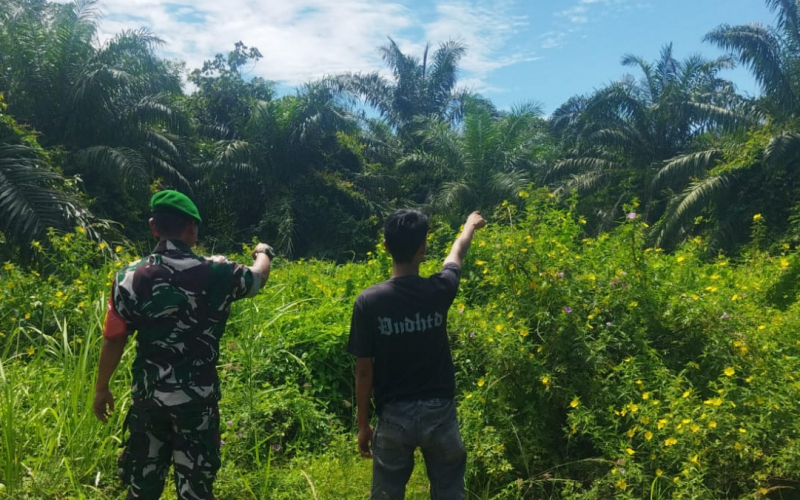 Babinsa Koramil 01 Patroli Kebakaran Lahan dan Lakukan Pendampingan ke Petani