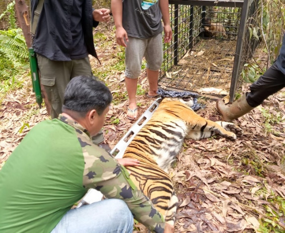 BBKSDA Riau Tangkap Harimau Sumatera yang Tewaskan Pekerja