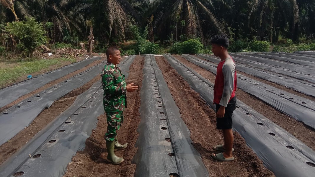 Babinsa Koramil 03/Sungai Sembilan Dampingi Petani, Ingatkan Buka Lahan Tanpa Membakar