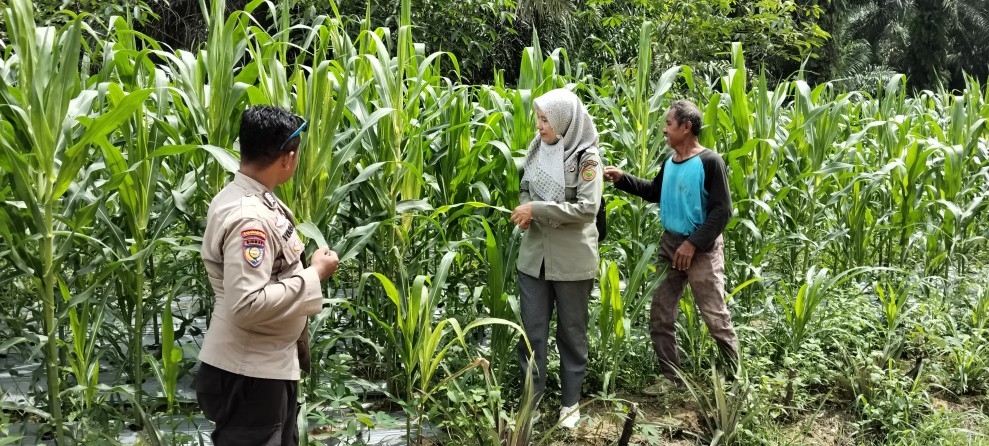 Polsek Minas Pantau Perkembangan Jagung Pipil, Tanaman Kelompok Tani Mekar Berseri di Minas Timur Tumbuh Optimal