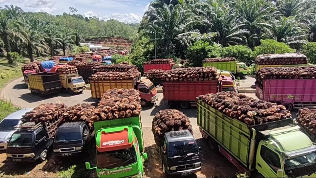 Kembali Dipangkas Pusat, Diperkirakan Pelalawan Hanya Terima Rp 8 Miliar DBH Kelapa Sawit