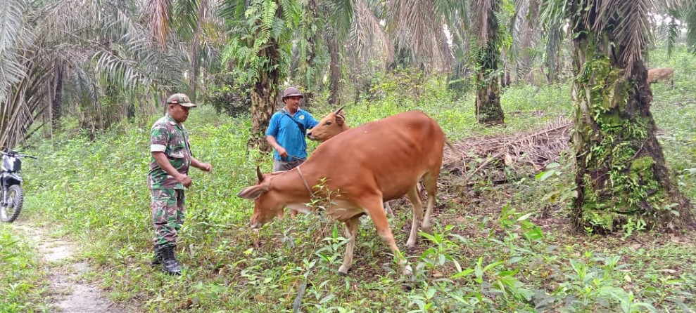 Babinsa Sertu Sahidin Dampingi Surveilance PMK di Tualang, Siak