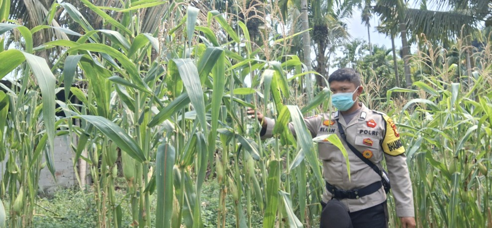 Polsek Minas Pantau Jagung Pipil Kuartal II di Minas Jaya, Separuh Tanaman Rusak Diserang Monyet