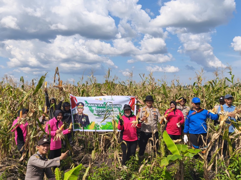 Polsek Sungai Batang Bersama Petani Panen Jagung, Target 1 Ton