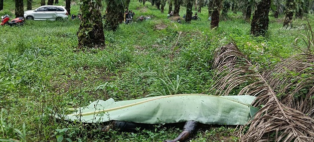 Penemuan Jenazah di Kebun Sawit Bandar Petalangan Pelalawan