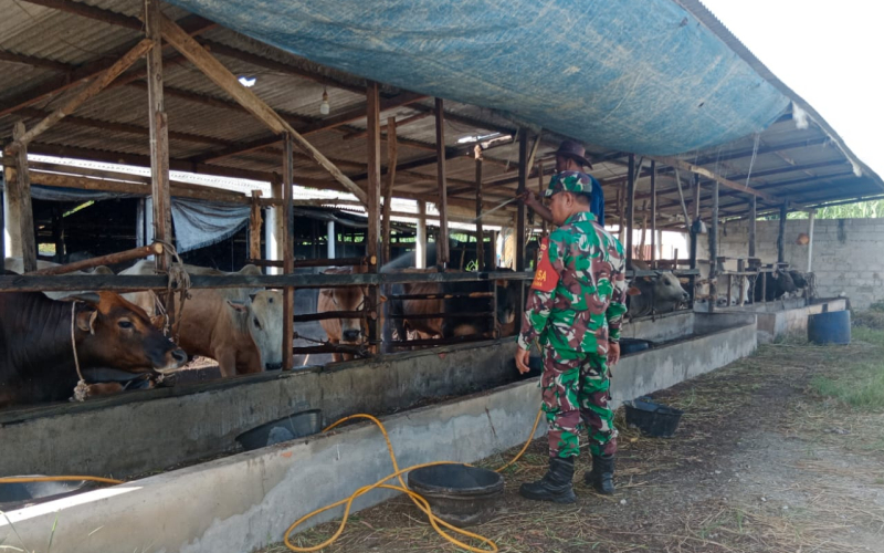 Cegah Penyebaran PMK, Babinsa Sambangi Peternakan di Purnama