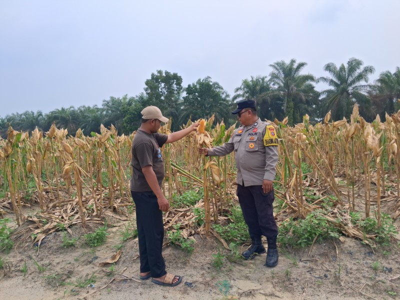Usia 96 Hari, Tanaman Jagung Poktan Dahlia Kuning di Minas Mulai Masuk Tahap Pra Panen