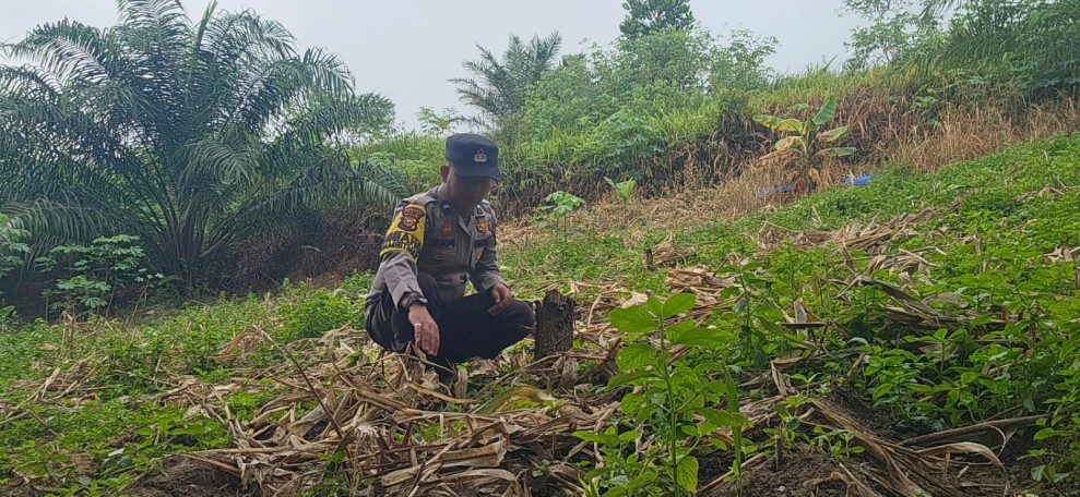 Polsek Minas Tinjau Lahan Jagung Pipil 1/3 Hektare di Minas Barat, Dukung Program Ketahanan Pangan