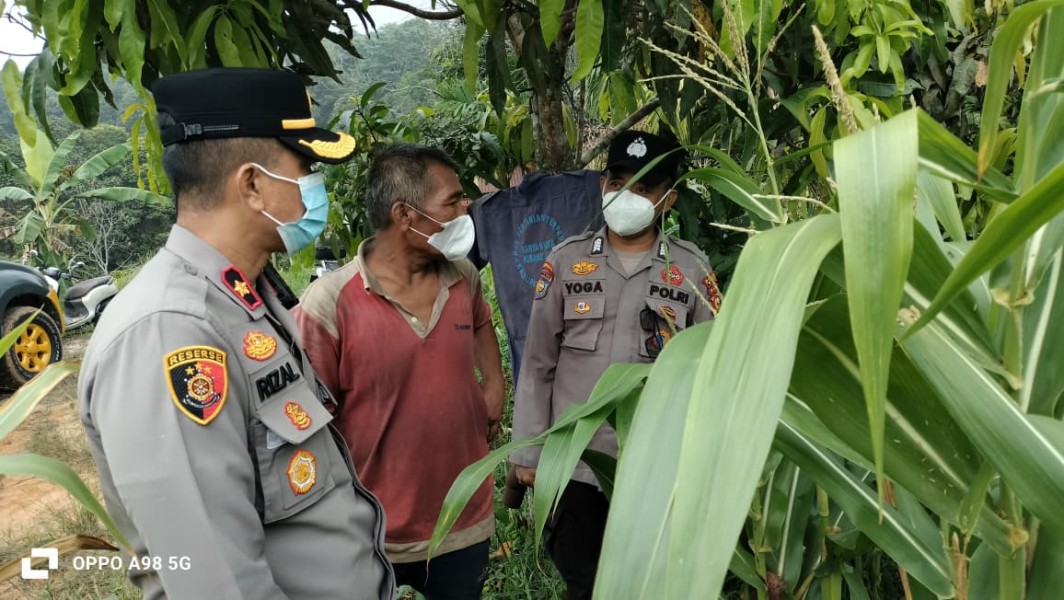 Kapolsek Minas Turun Langsung Cek Jagung Ketahanan Pangan, Usia Tanaman Capai 64 Hari