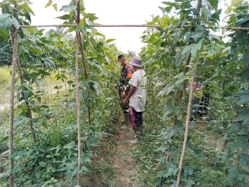 Babinsa Serda Erwan Dampingi Petani Kacang Panjang di Tanjung Penyembal Dumai