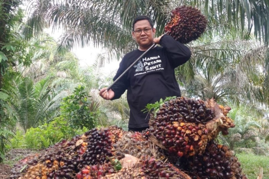 Naik 1,75 Persen, Harga TBS Sawit Swadaya Riau Sentuh Rp3.913,28 per Kg