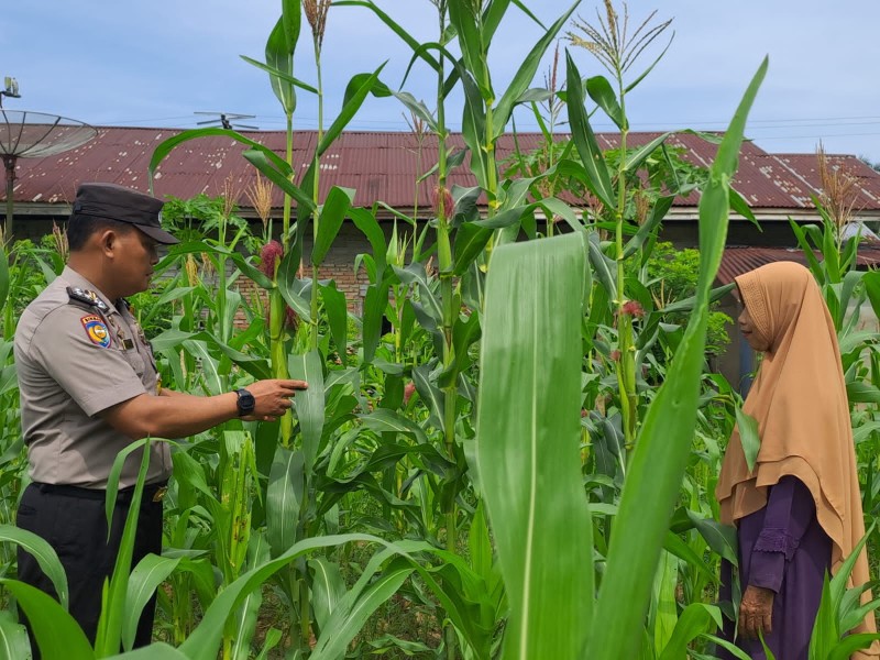 Aktif dan Rutin Polsek Bangkinang Barat Rawat Pertumbuhan Jagung Desa Pulau Jambu