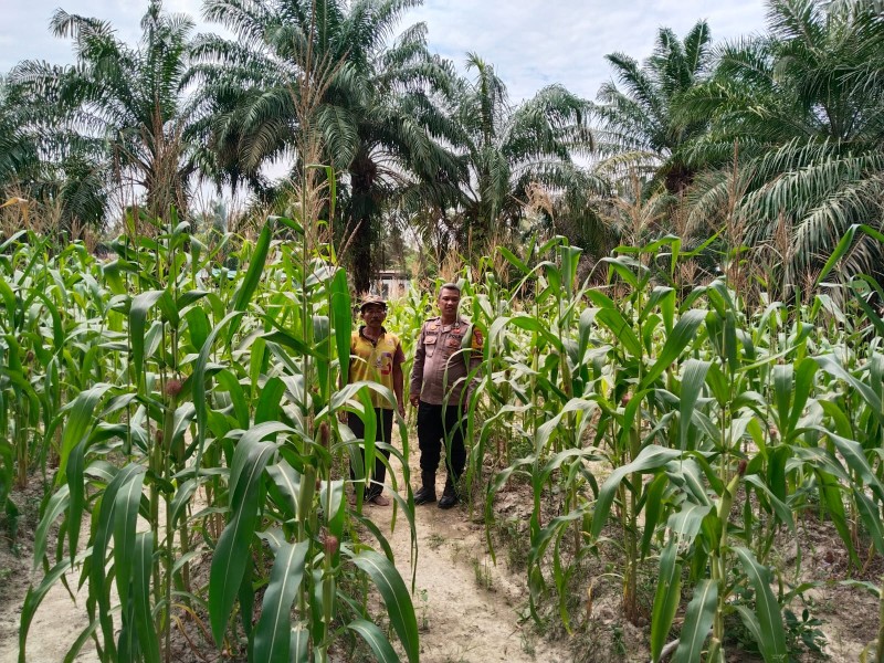 Bhabinkamtibmas Polsek Pasir Penyu Dorong Warga Optimalkan Lahan Pertanian Jagung