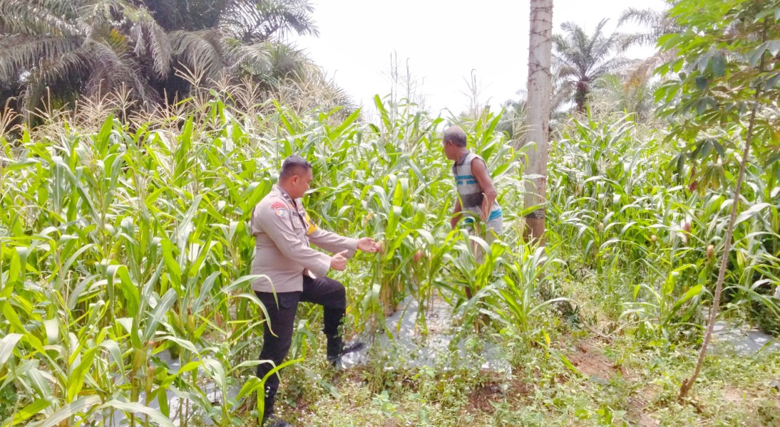 Bhabinkamtibmas Minas Timur Turun ke Lahan, Pantau Perkembangan Jagung Pipil Program Ketahanan Pangan