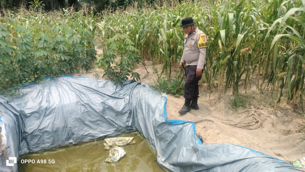 Jagung Usia 86 Hari di Rantau Bertuah Mulai Bertongkol Besar, Bhabinkamtibmas Dampingi Petani Siapkan Pra Panen
