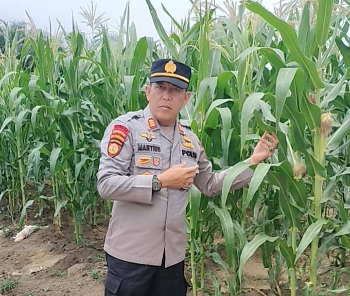 Dicek Wakapolsek Minas, Jagung Pipil di Rantau Bertuah Tumbuh Subur
