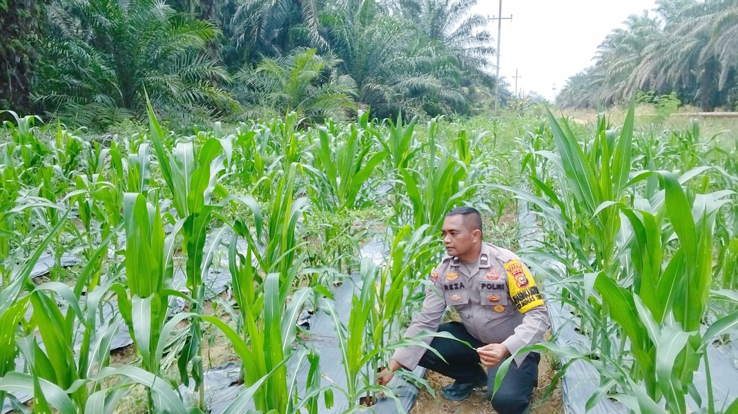 Bhabinkamtibmas Cek Perkembangan Jagung Pipil Usia 47 Hari di Minas Timur, Tanaman Tumbuh Baik