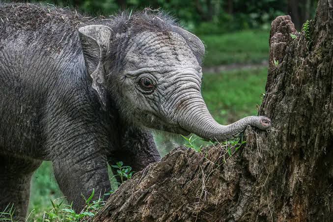 Teman Baru dari Hutan: Anak Gajah di Taman Wisata Alam Buluh Cina