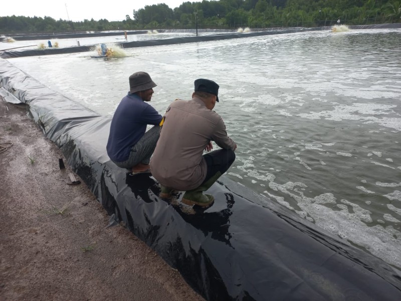 Kegiatan pembinaan Tambak Udang, Polsek Tebing Tinggi Barat wujudkan Ketahanan Pangan Nasional